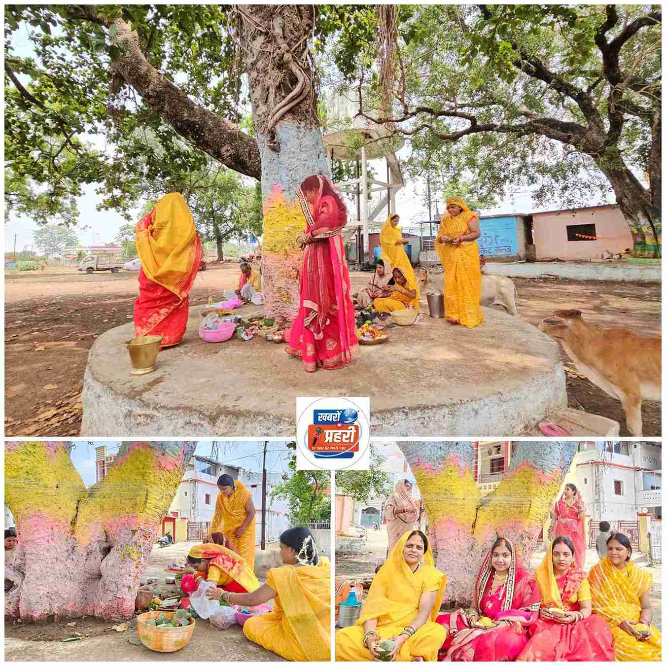 खैरागढ़. वट सावित्री व्रत पर सुहागिनों ने निर्जला उपवास रख की वट वृक्ष की पूजा, 16 श्रृंगार कर मांगा अखंड सौभाग्य का वरदान